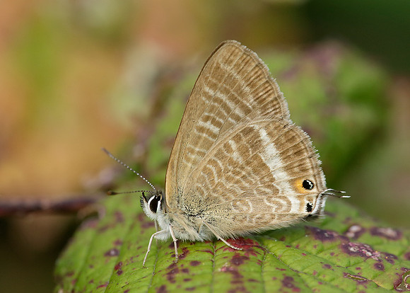 Long-tailed Blue Lampides boeticus