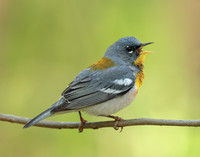 Northern Parula