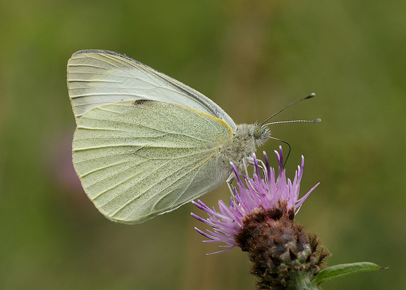 Large White Pieris brassicae