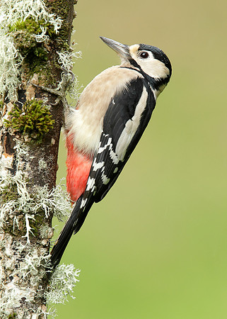 Great Spotted Woodpecker Dendrocopus major
