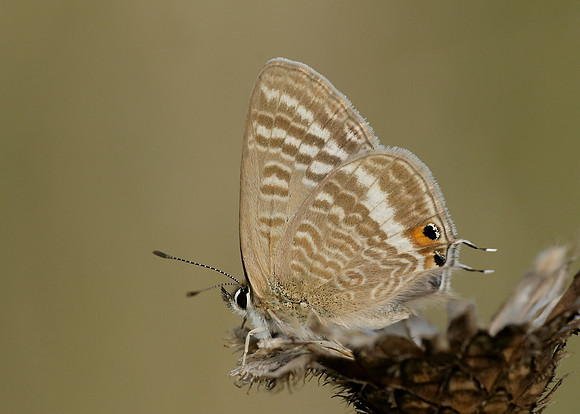 Long-tailed Blue Lampides boeticus