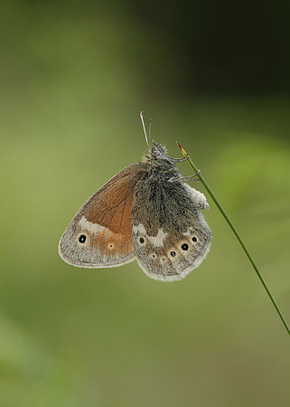 Large Heath Coenonympha tullia