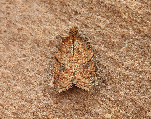 49.079 BF1046 Acleris shepherdana