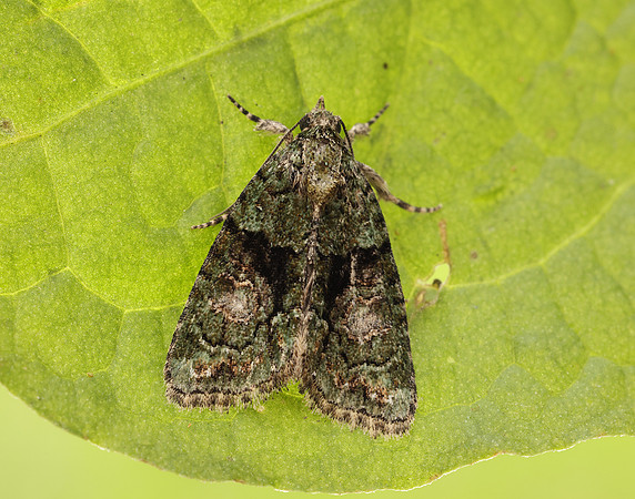 73.082 BF2292 Tree-lichen Beauty Cryphia algae