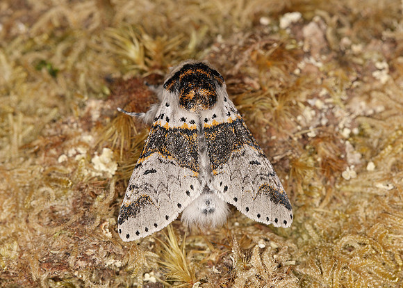 71.005 BF1997 Sallow Kitten Furcula furcula