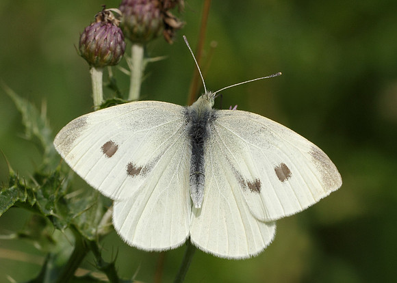 Small White Pieris rapae