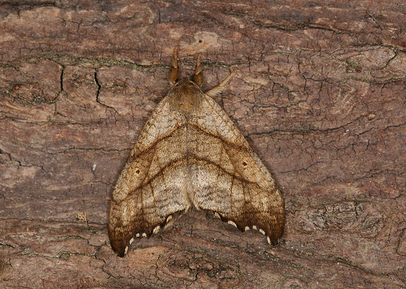 65.001 BF1645 Scalloped Hook-tip Falcaria lacertinaria