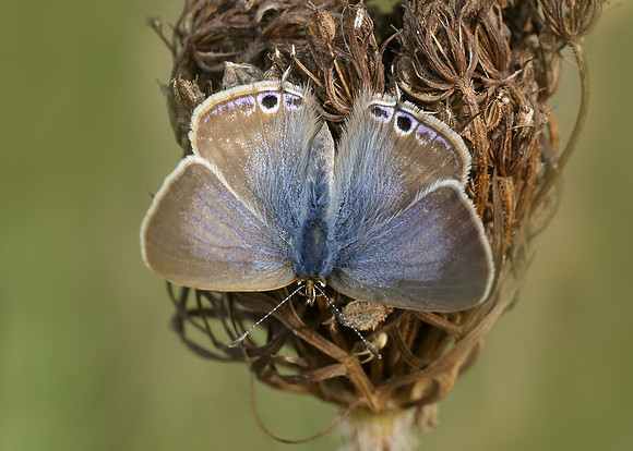 Long-tailed Blue Lampides boeticus