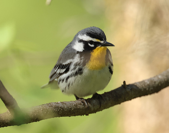 Yellow-throated Warbler  Setophaga dominica