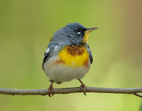 Northern Parula