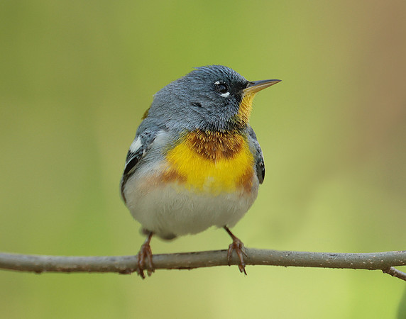 Northern Parula