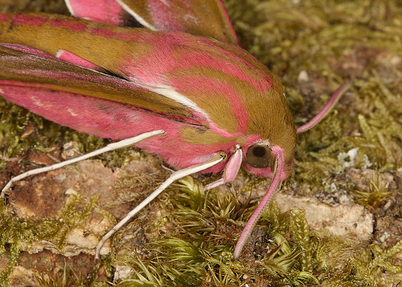 69.016 BF1991 Elephant Hawk-moth Deilephila elpenor