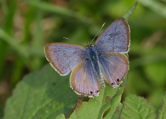 Long-tailed Blue Lampides boeticus