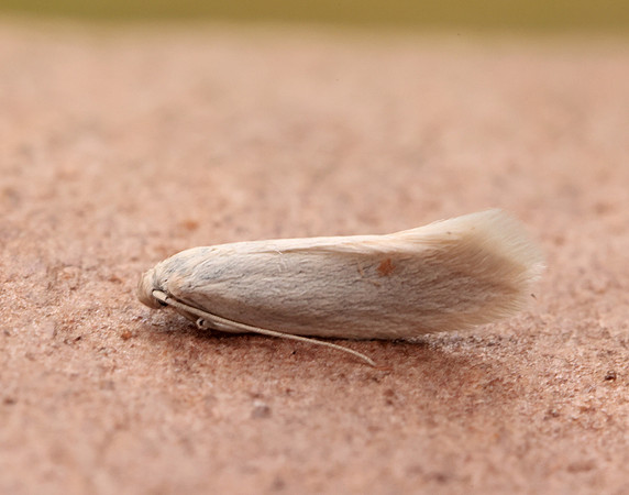 38.004 BF610 Elachista argentella