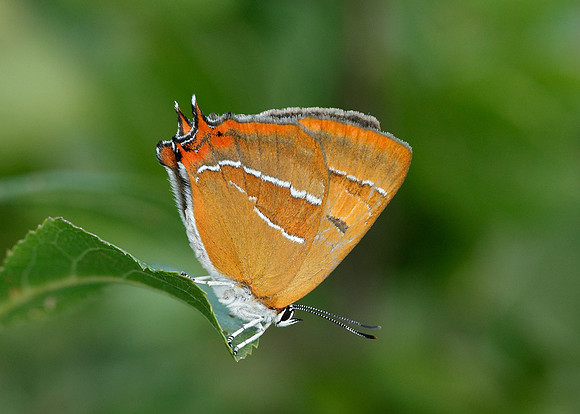 Brown Hairstreak Thecla betulae