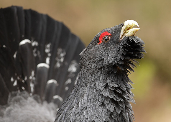 Capercaillie Tetrao urogallus