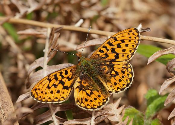 Pearl-Bordered Fritillary Boloria euphrosyne