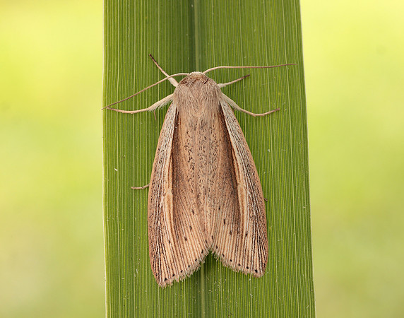73.305 BF2209 Flame Wainscot Senta flammea