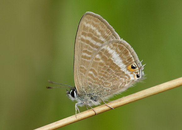 Long-tailed Blue Lampides boeticus