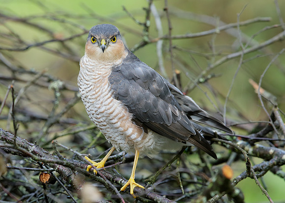Sparrowhawk Accipiter nisus
