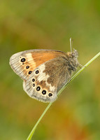 Large Heath Coenonympha tullia davus