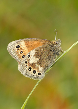 Large Heath Coenonympha tullia davus
