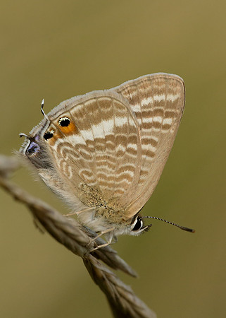 Long-tailed Blue Lampides boeticus