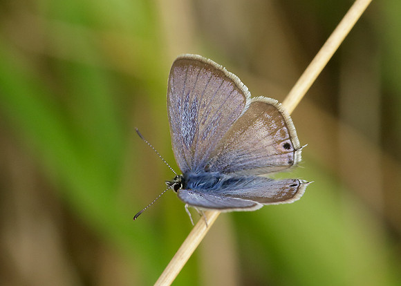 Long-tailed Blue Lampides boeticus