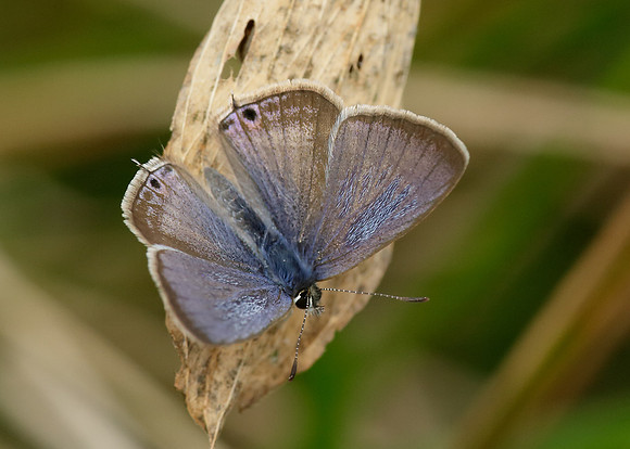 Long-tailed Blue Lampides boeticus