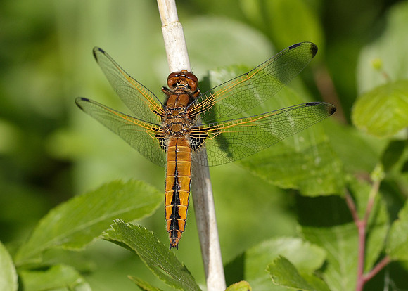 Scarce Chaser Libellula fulva