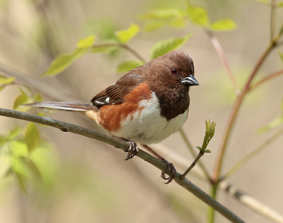 Eastern Towhee Pipilo erythrophthalmus