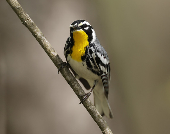 Yellow-throated Warbler  Setophaga dominica