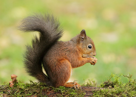 Red Squirrel Sciurus vulgaris