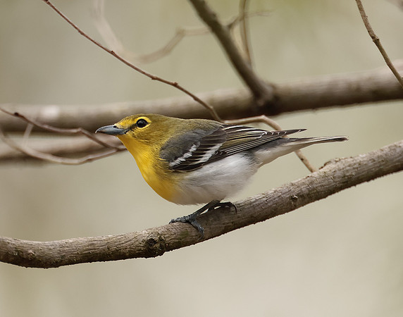 Yellow-throated Vireo Vireo flavifrons