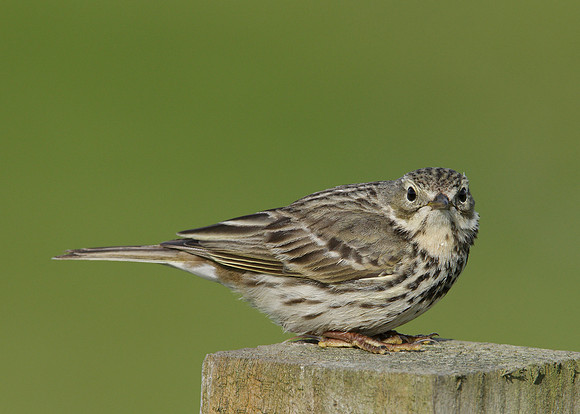 Meadow Pipit Anthus pratensis