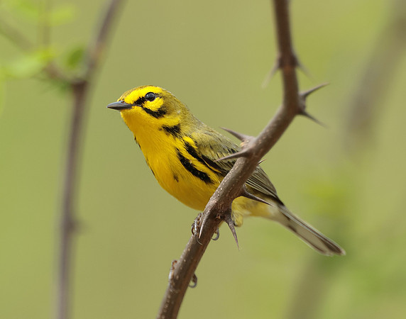 Prairie Warbler Setophaga discolor