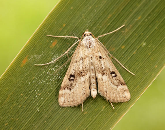 63.117 BF1348 Ringed China-mark Parapoynx stratiotata