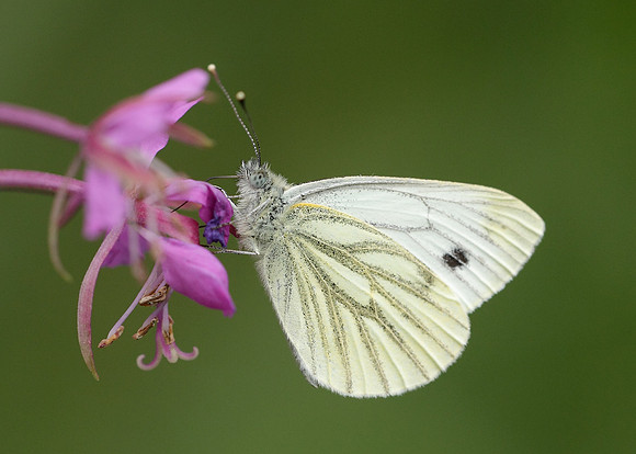Green-veined White Pieris napi