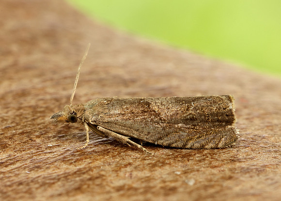 49.315 BF1281 Dichrorampha simpliciana