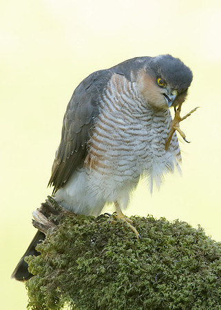 Sparrowhawk Accipiter nisus