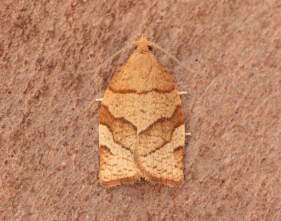 49.025 BF970 Barred Fruit-tree Tortrix Pandemis cerasana
