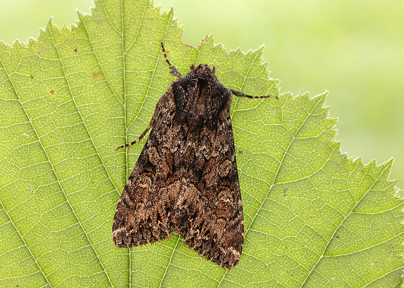 73.238 BF2250 Dark Brocade Mniotype adusta