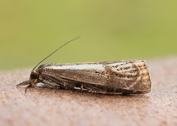63.107 BF1321 Thisanotia chrysonuchella