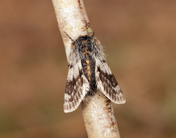 70.249 BF1929 Rannoch Brindled Beauty Lycia lapponaria