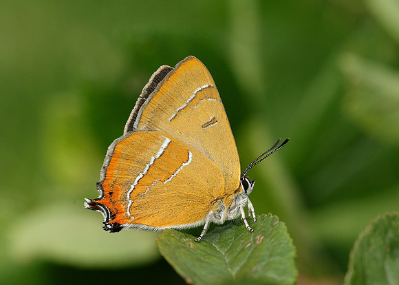 Brown Hairstreak Thecla betulae
