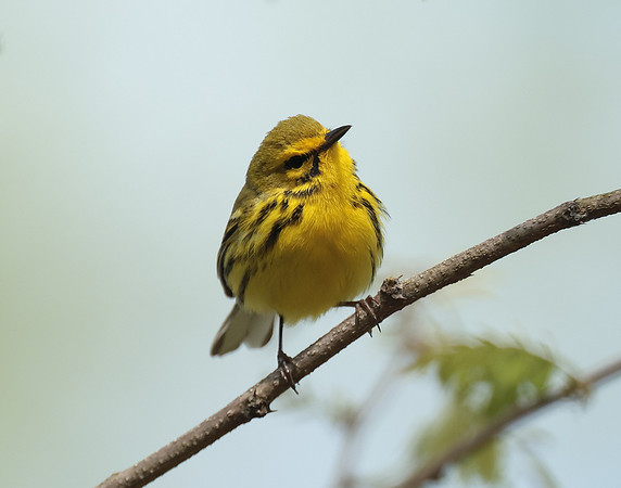 Prairie Warbler Setophaga discolor
