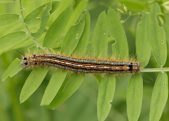66.003 BF1634 Lackey Malacosoma neustria