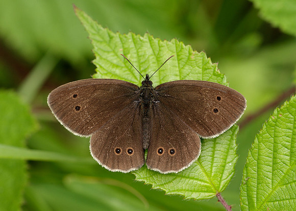Ringlet Aphantopus hyperantus