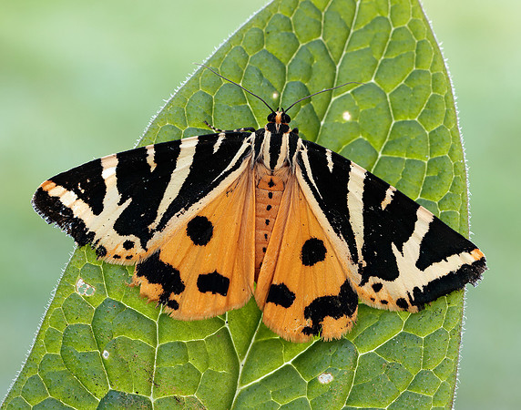 72.030 BF2067 Jersey Tiger Euplagia quadripunctaria