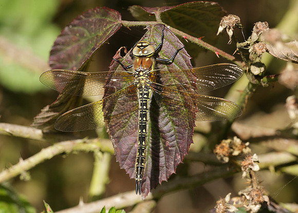 Hairy Dragonfly Brachytron pratense